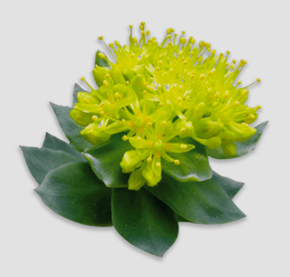 rhodiola 4 guage ingredients