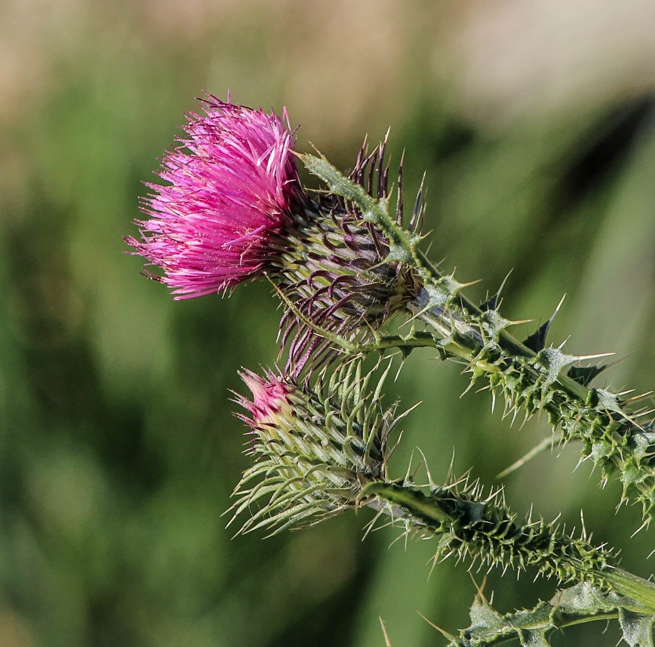 Protandim Nrf2 Synergizer - Milk Thistle