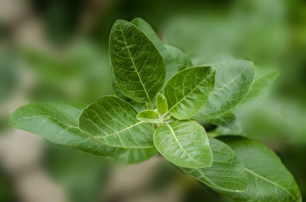 Ashwagandha winter cherry