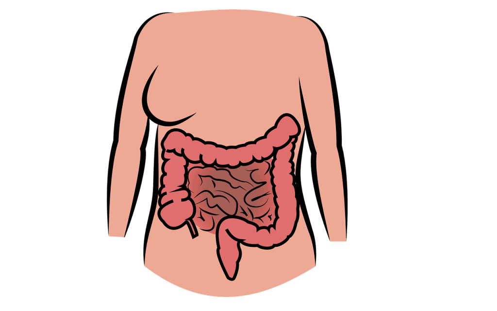 Digestive System - Digestive Enzyme Supplements