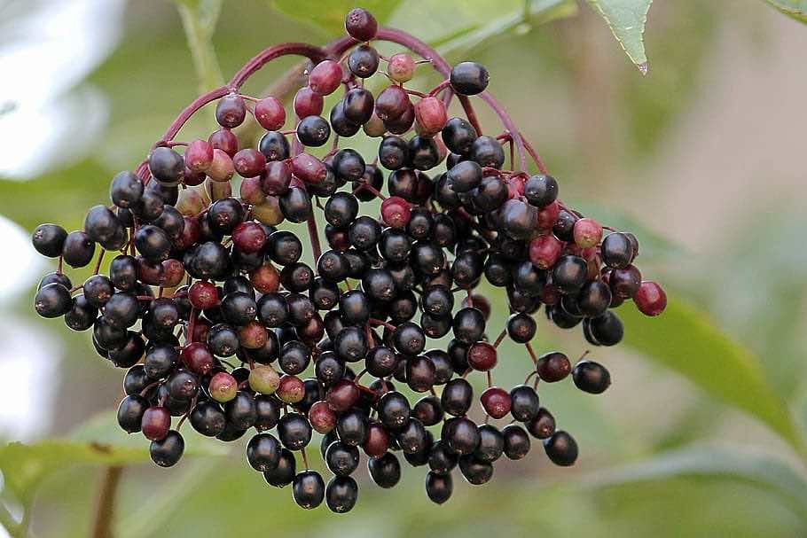 Elderberry fruit