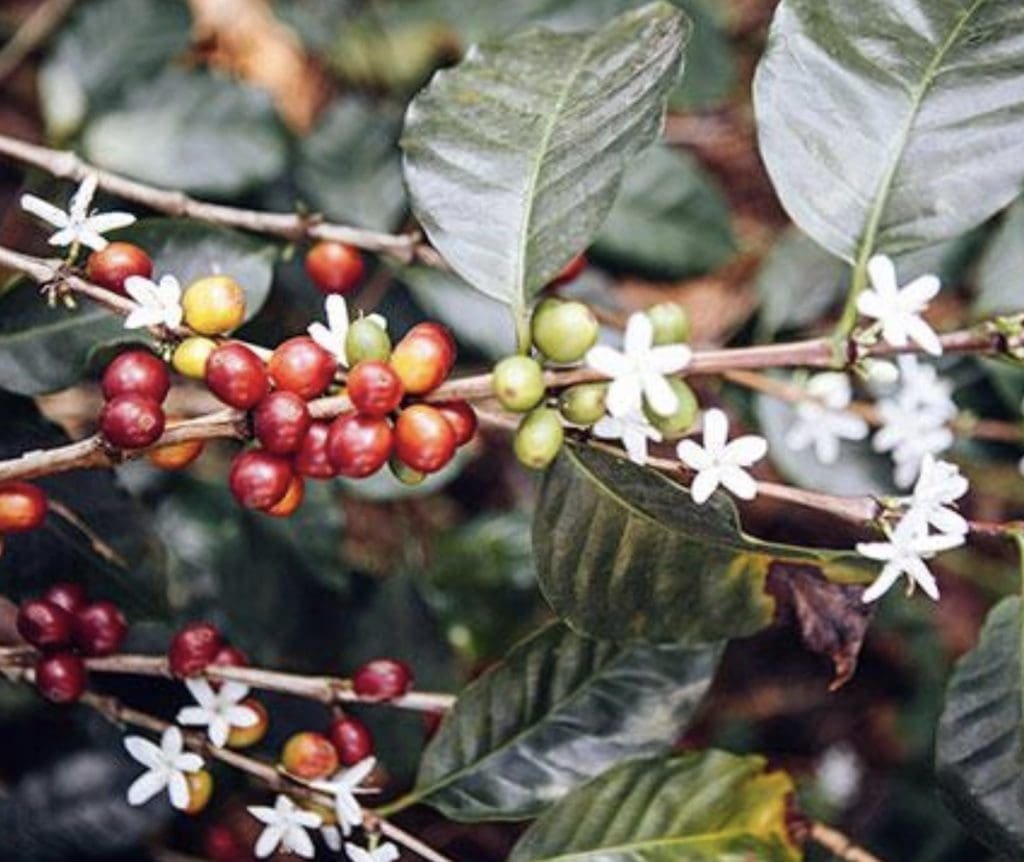 Four Sigmatic Mushroom Coffee tree
