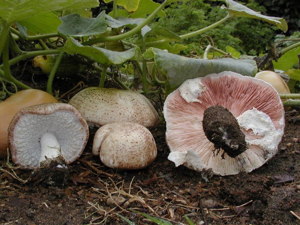 Agaricus Blazei