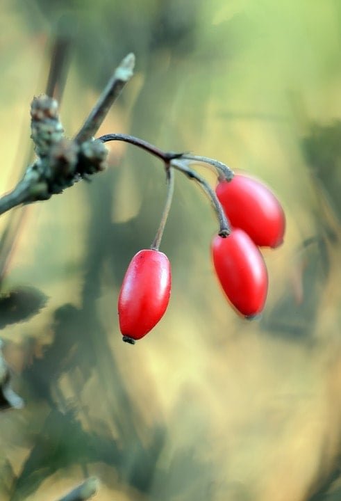Berberine fruit