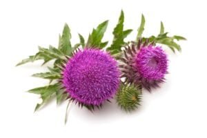 Best Milk Thistle Supplements