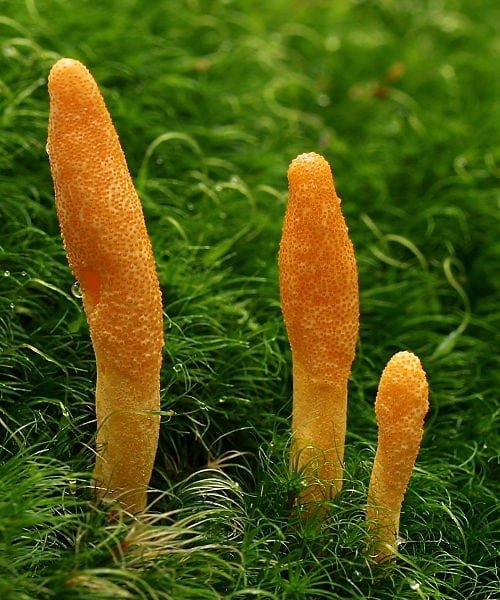 Cordyceps mushroom