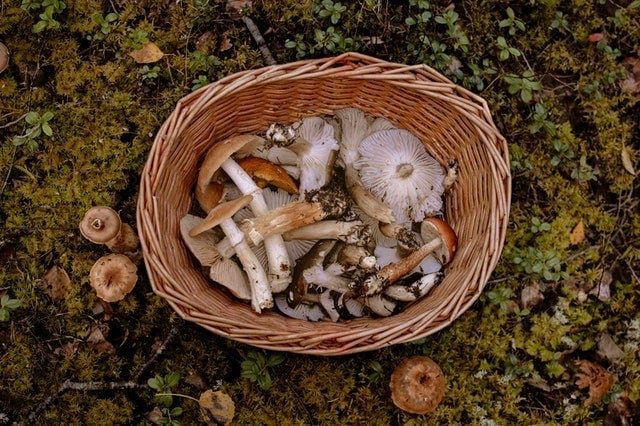 Genius Mushrooms ingredients in a basket