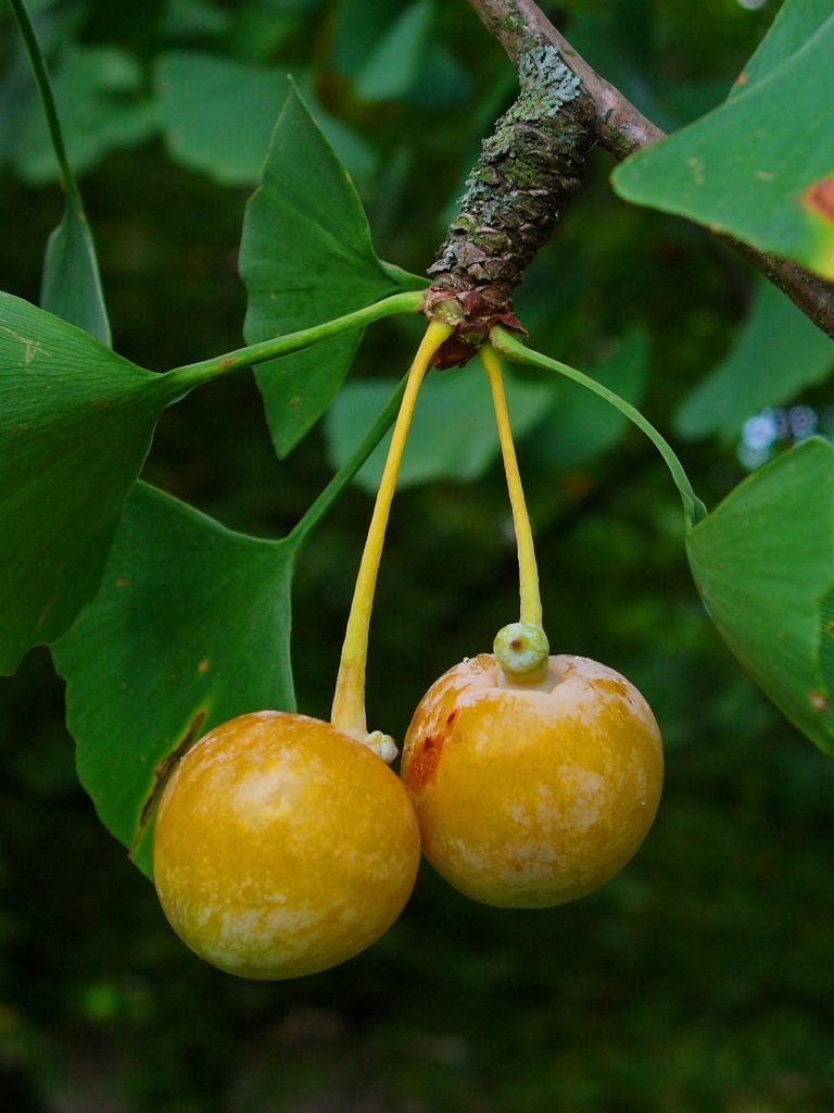 Ginko Biloba