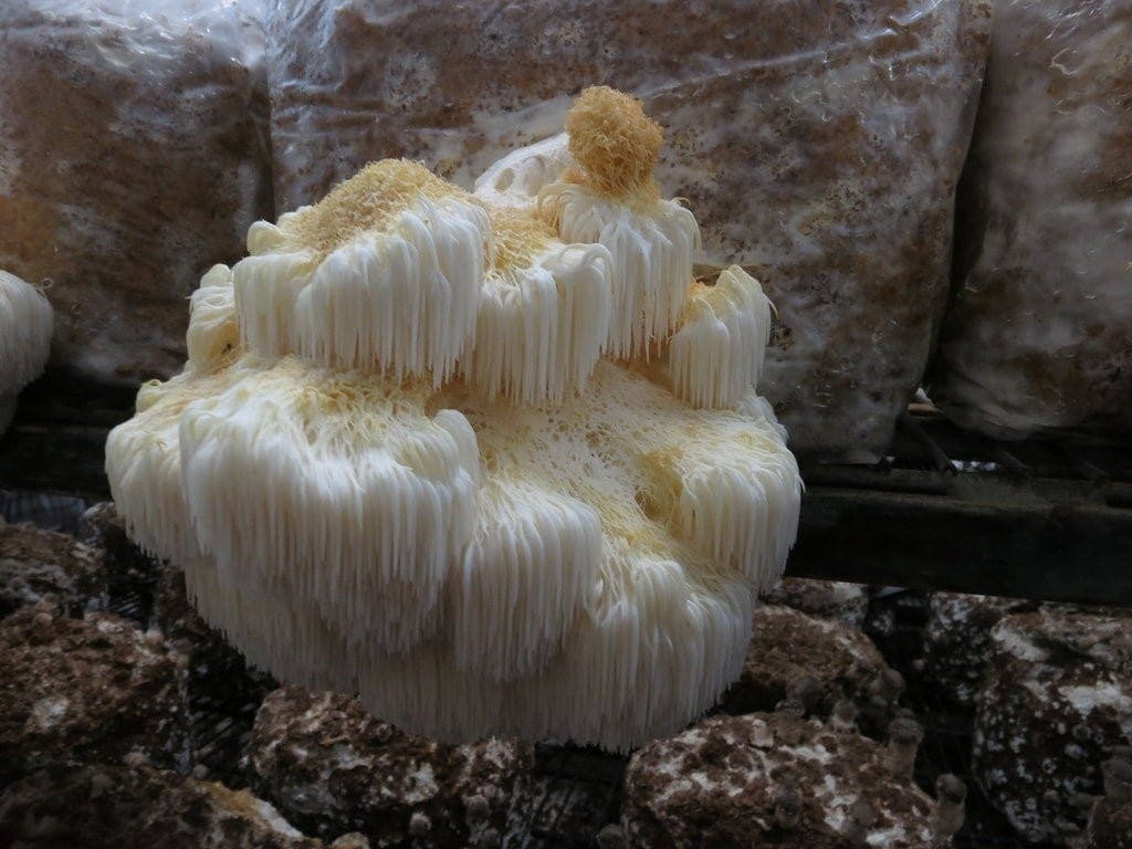Lion's Mane