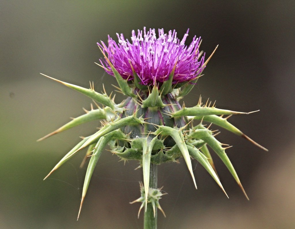 Milk Thistle