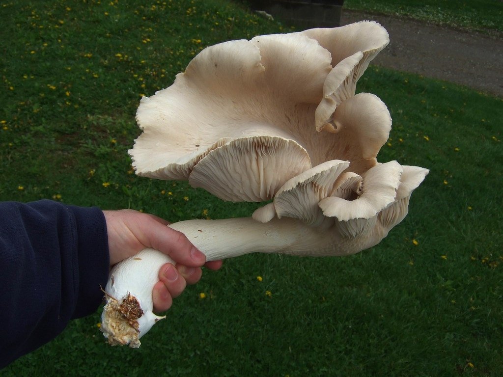 Oyster mushroom