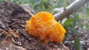 Tremella mushroom