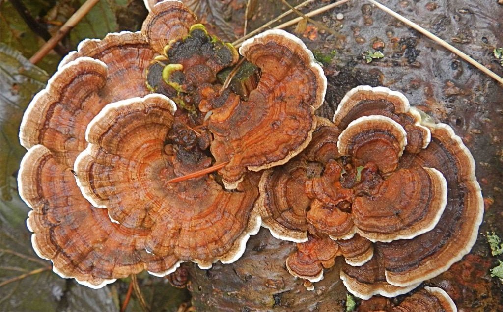 Turkey Tail