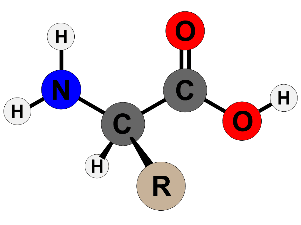 Amino Acid Structure