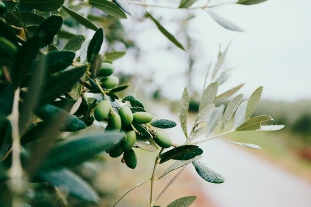 D-Lenolate Olive Nutrients