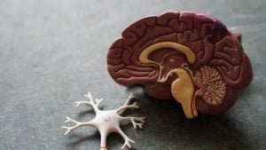 Krill Oil For Brain Health