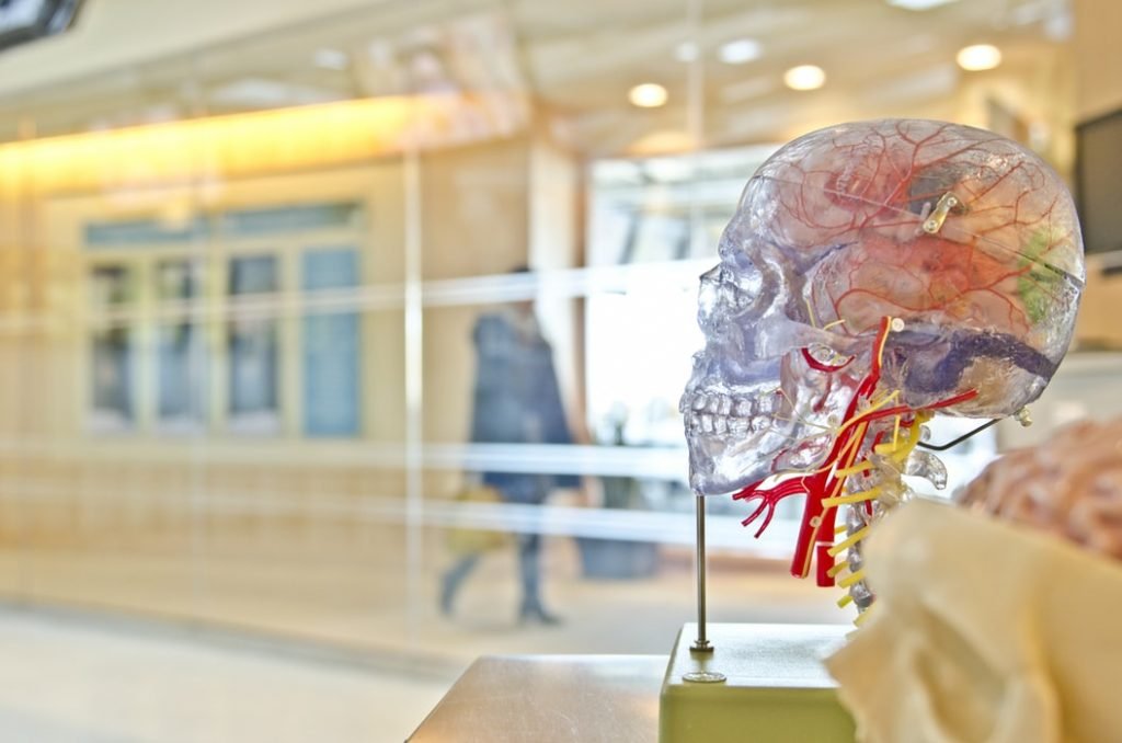Brain Parts