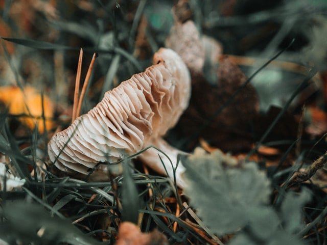 Chaga Mushroom