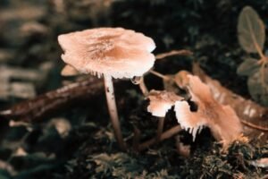 Benefits Of Chaga