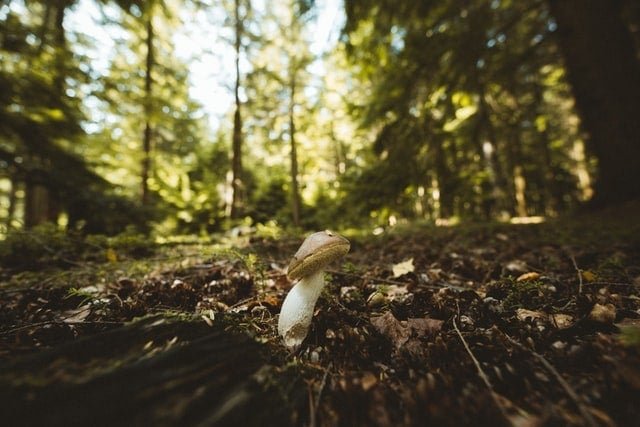 Chaga Mushrooms In The Forest