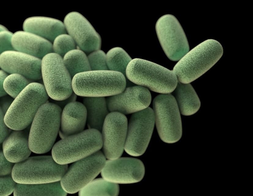 Chlorella