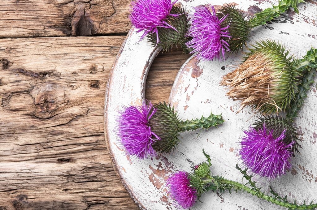 Milk Thistle