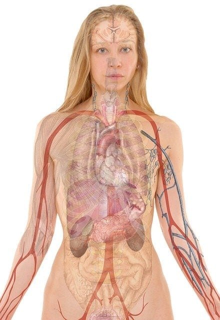human immune system
