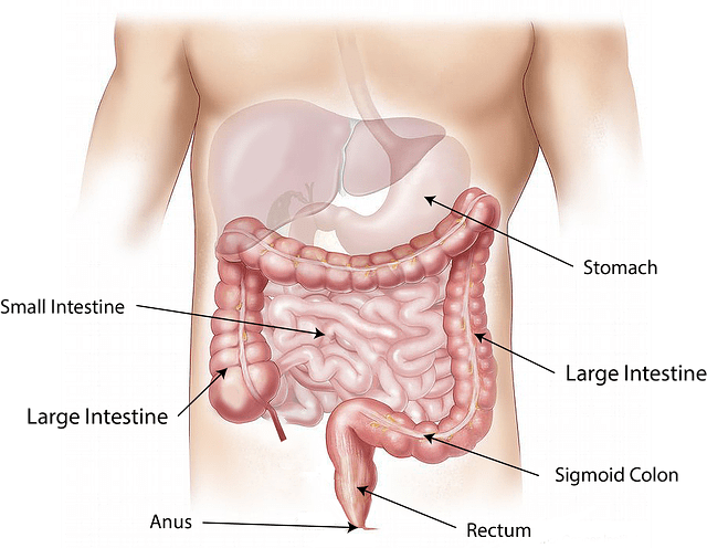 Colon System