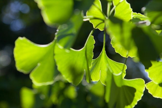 Gingko Biloba