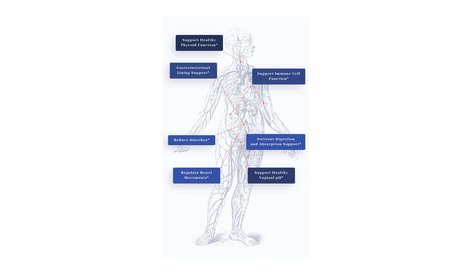 BiomeMD for Women Benefits