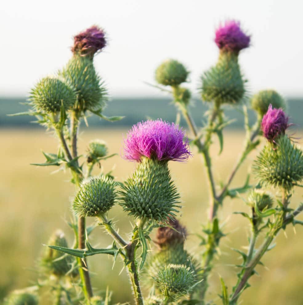 LiverWell Milk Thistle