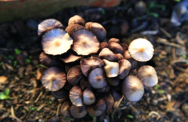 Functional Mushrooms
