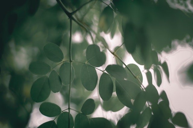 Superfood-Moringa