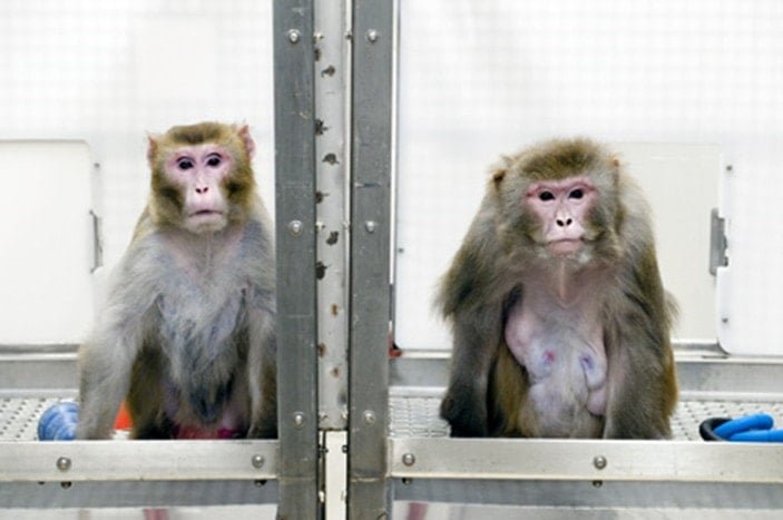 Intermittent Fasting twenty-year studies of monkeys