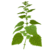 Adaptogens