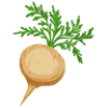 Maca