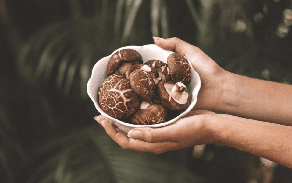 Mushroom Coffee - Mushroom Ingredient